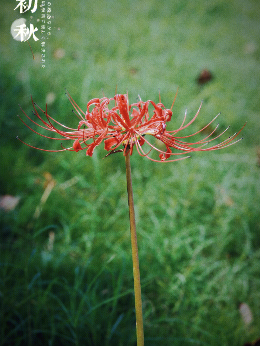 秋天忘川彼岸花