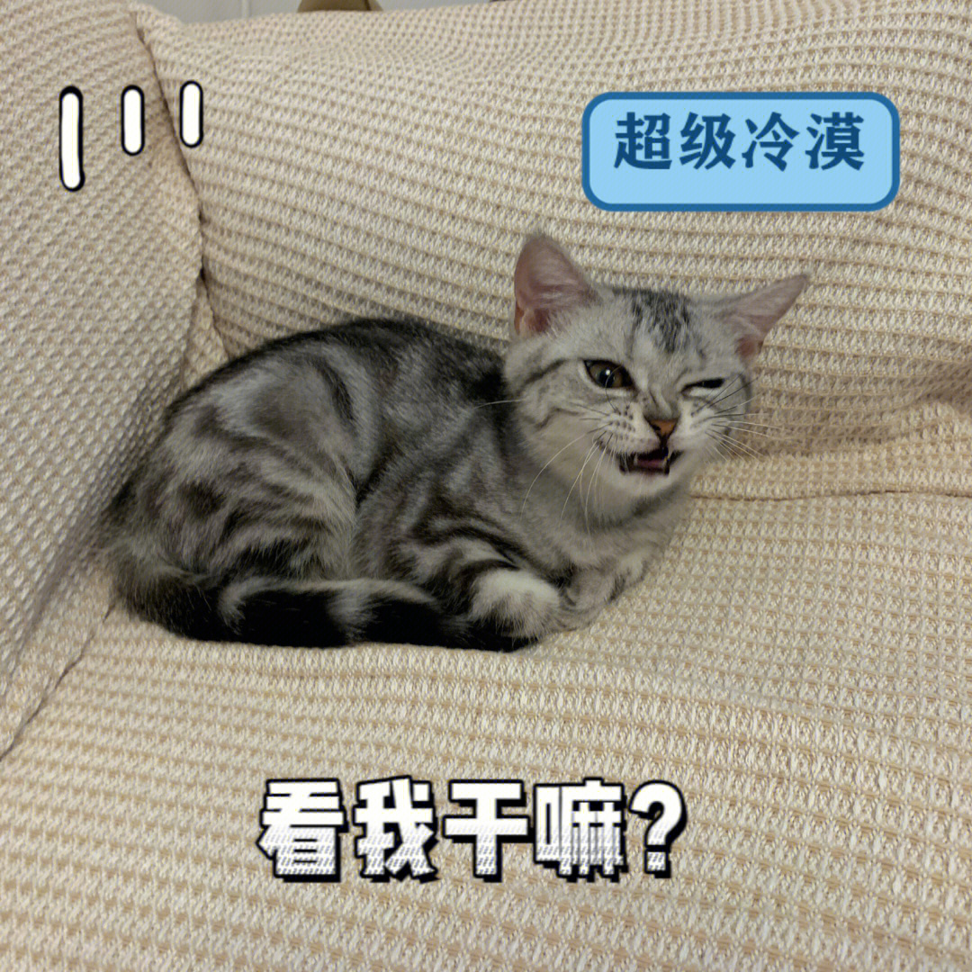 友友们的猫猫也爱揣手手吗