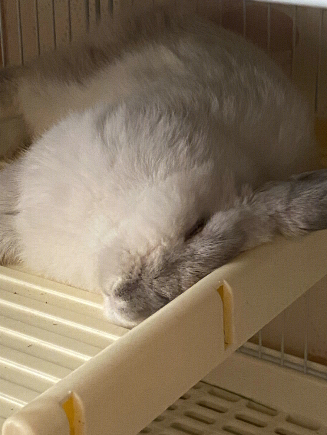 兔兔睡姿大赏