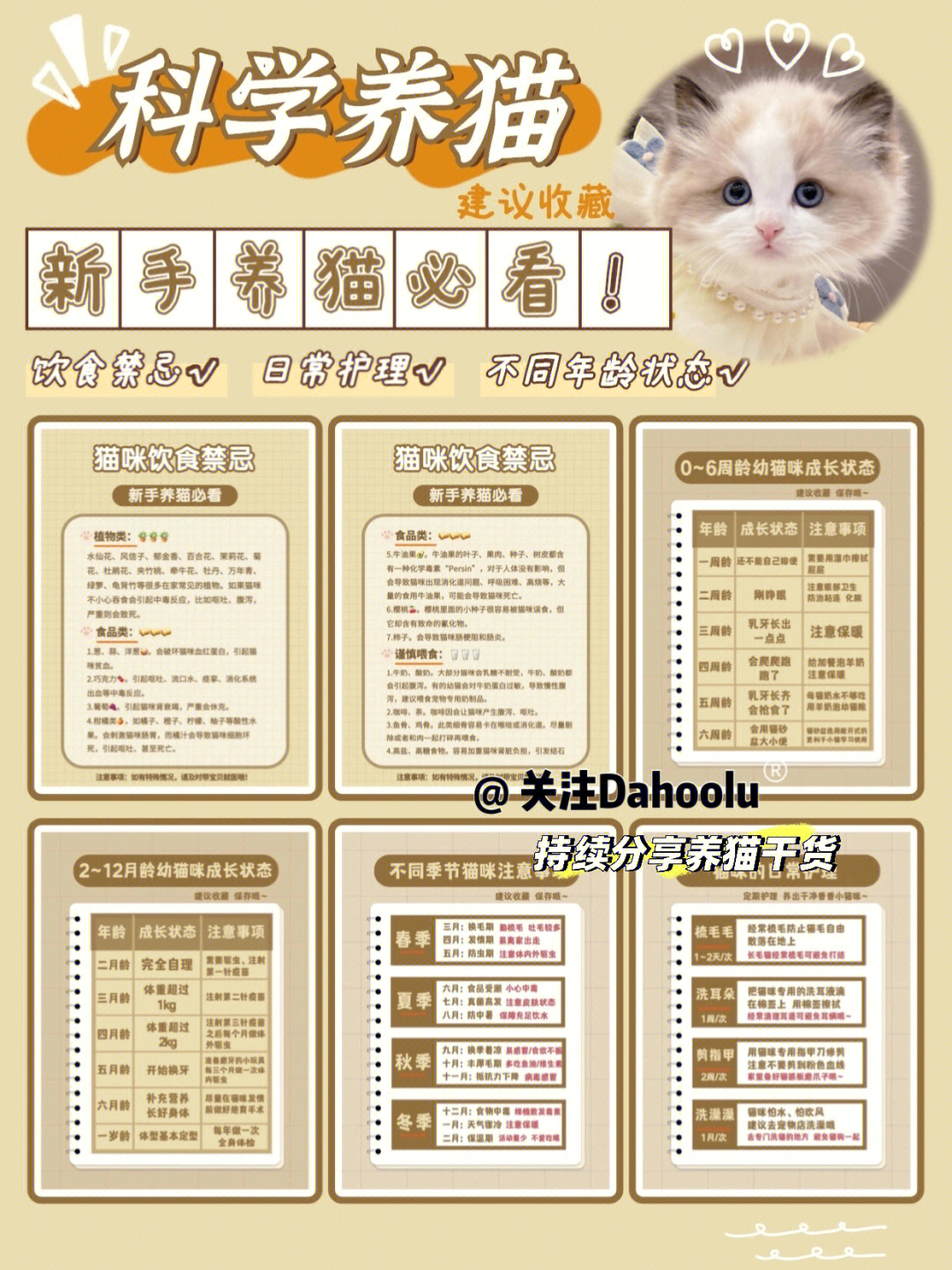 新手养猫超详细科学养猫指南