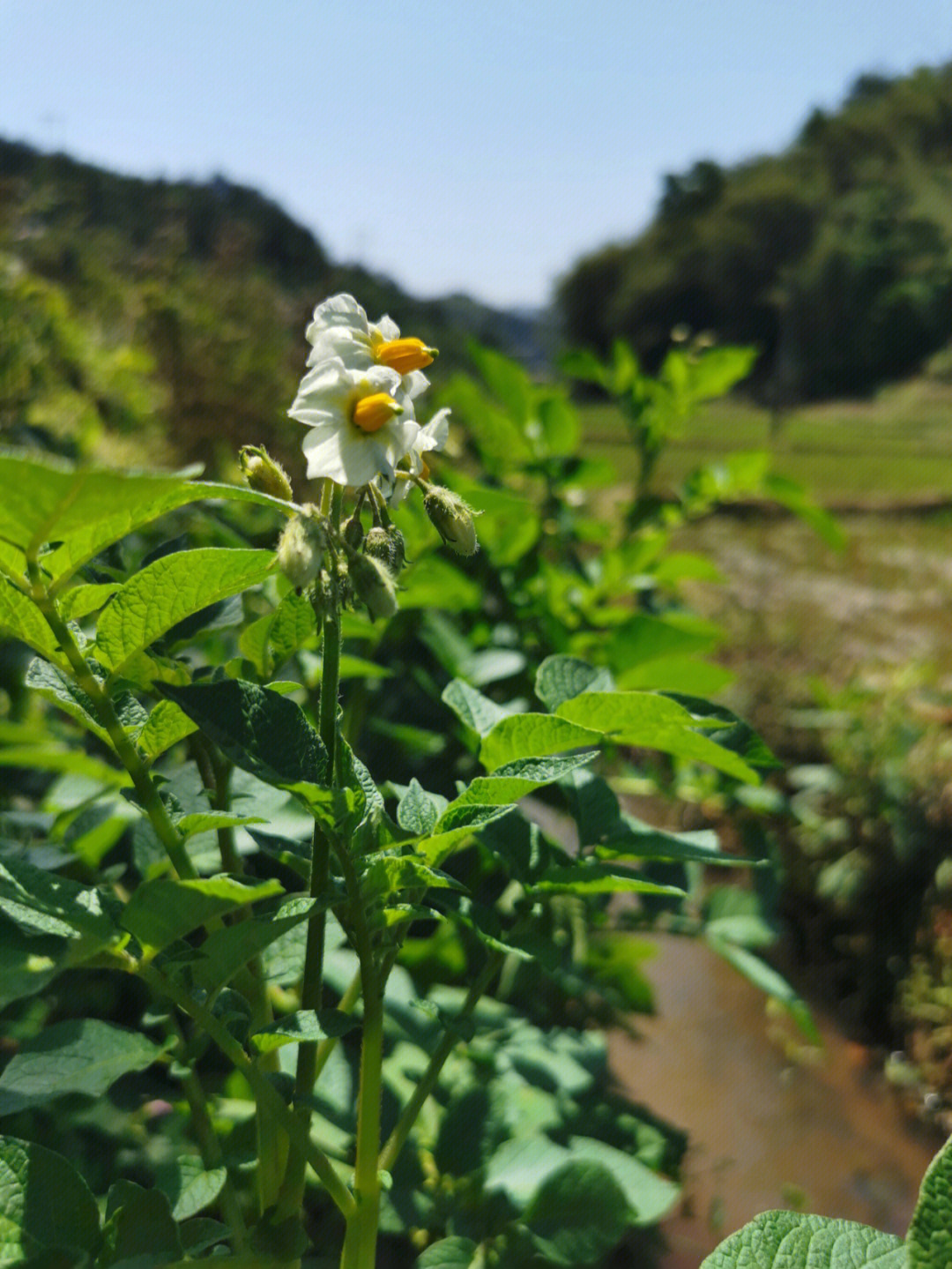 东北土豆花图片图片