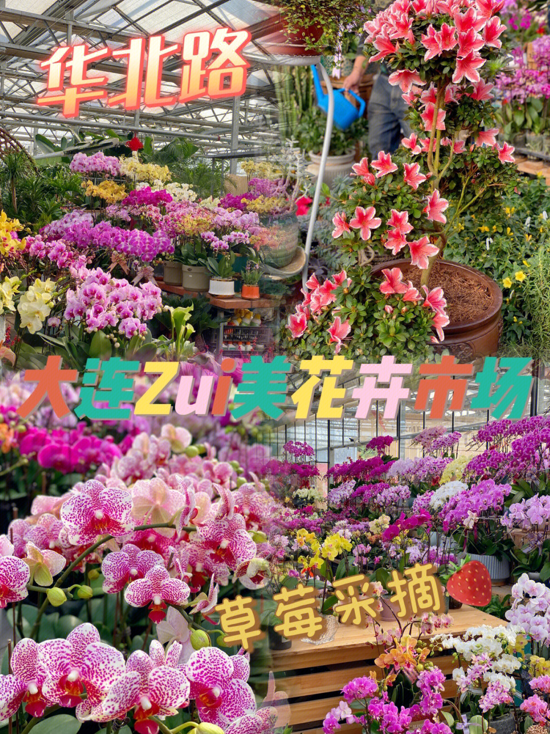 大连开发区花卉市场图片