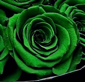 淡绿色的像玫瑰的花图片
