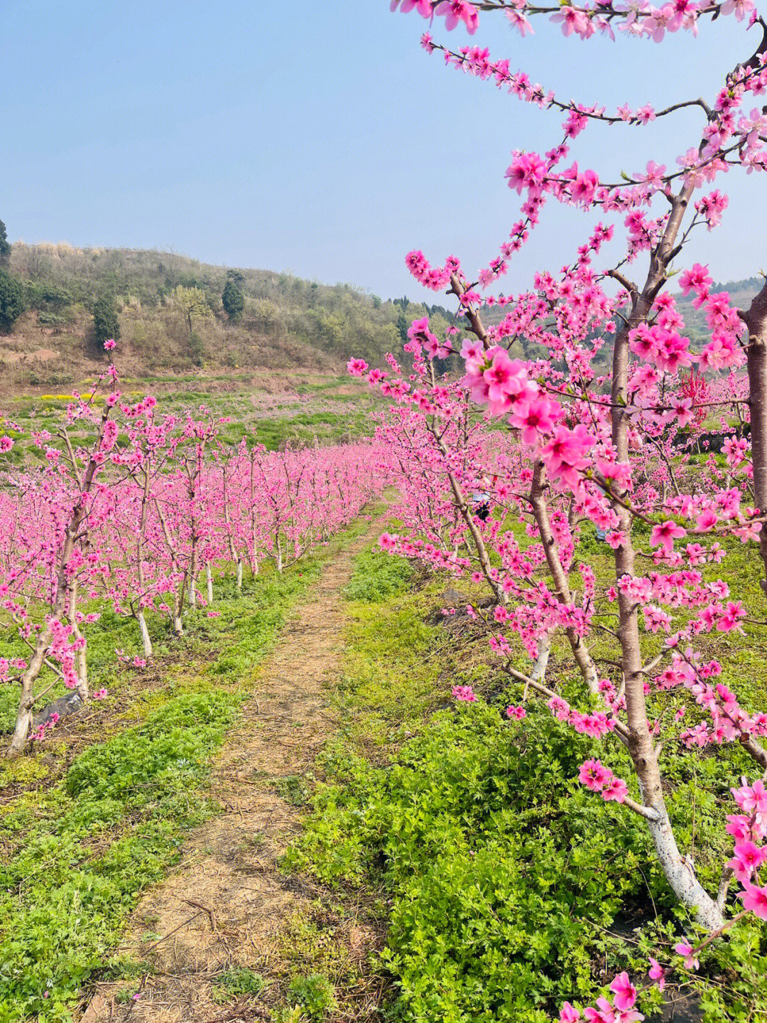 赏桃花美篇图片