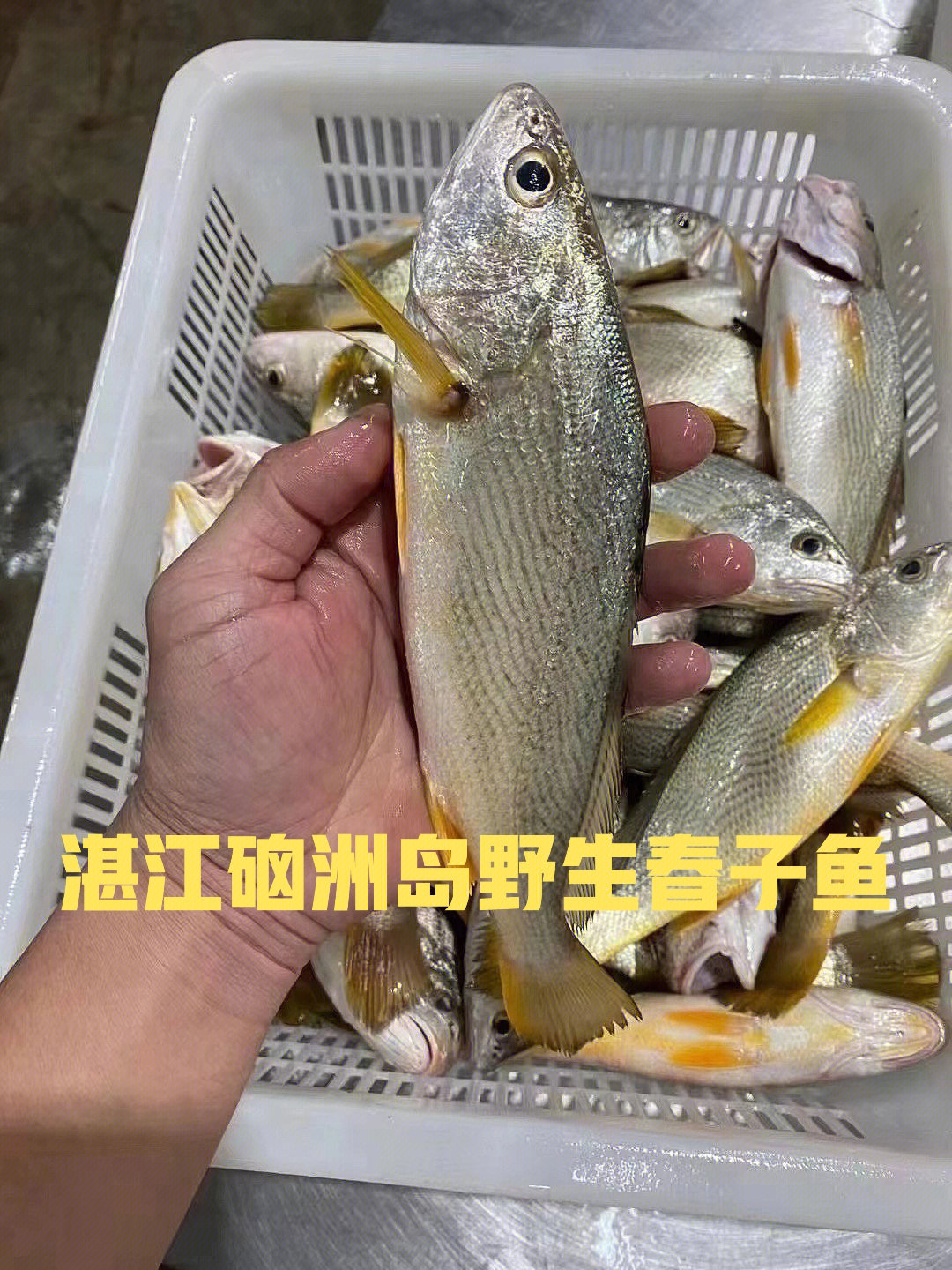 清理春子鱼肉质鲜嫩肥美每条都有鱼籽鱼