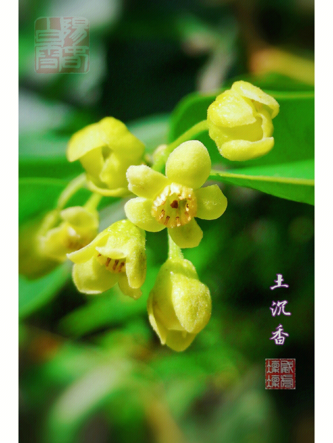 沉香花图片图片