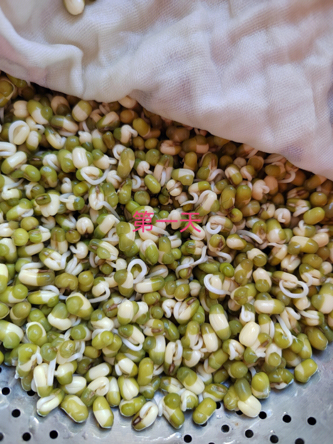 绿豆芽生长第一天图片图片