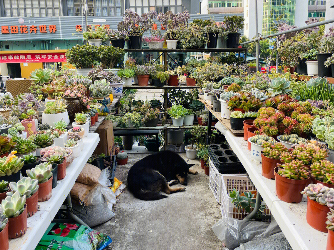 几年不见花卉市场的多肉都变树啦