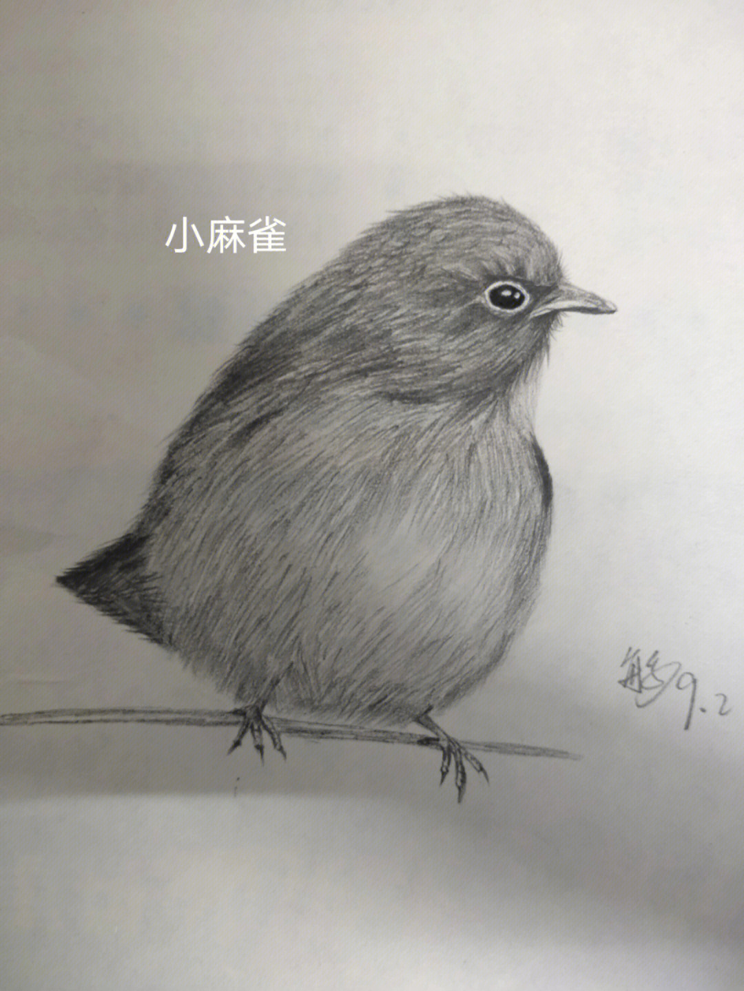 素描#小鸟#素描静物 小麻雀.