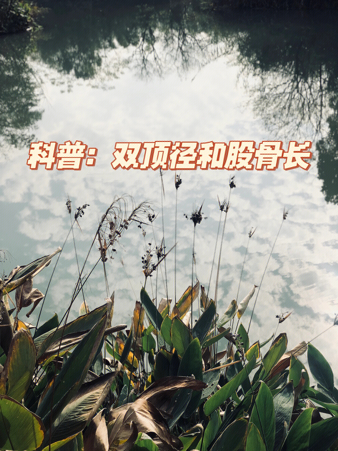 终于明白了!双顶径偏大股骨偏短的原因