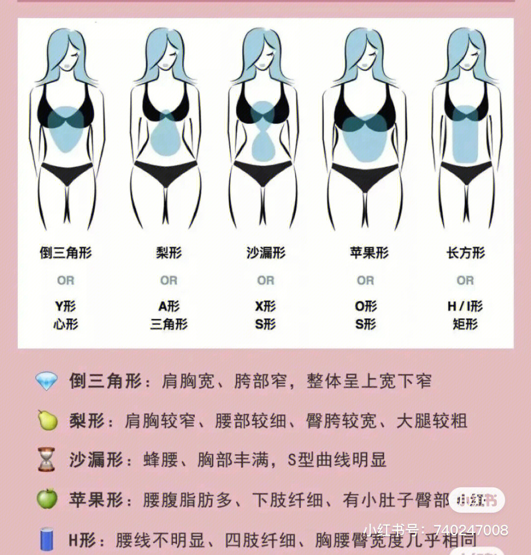 圆身子和扁身子区别图图片