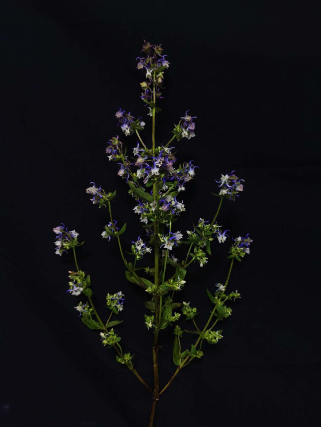 紫苓花 时令小众花材自然界中少有的渐变紫色看起来像一把野草但是有
