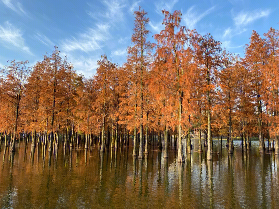 红水杉简介图片