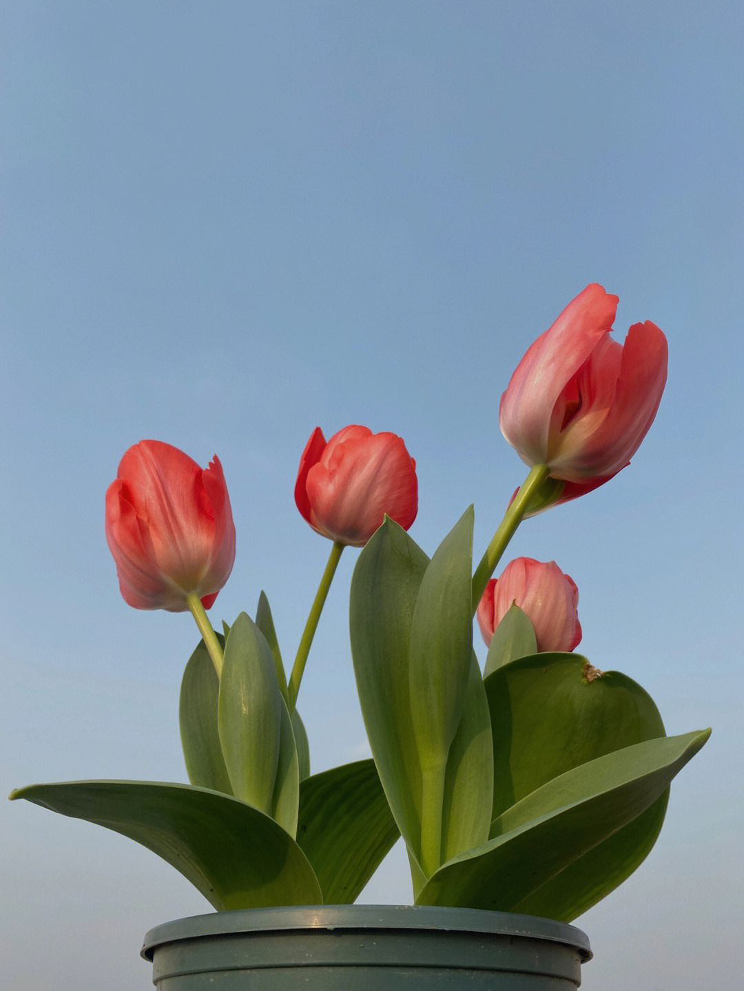 郁金香白天开花图片