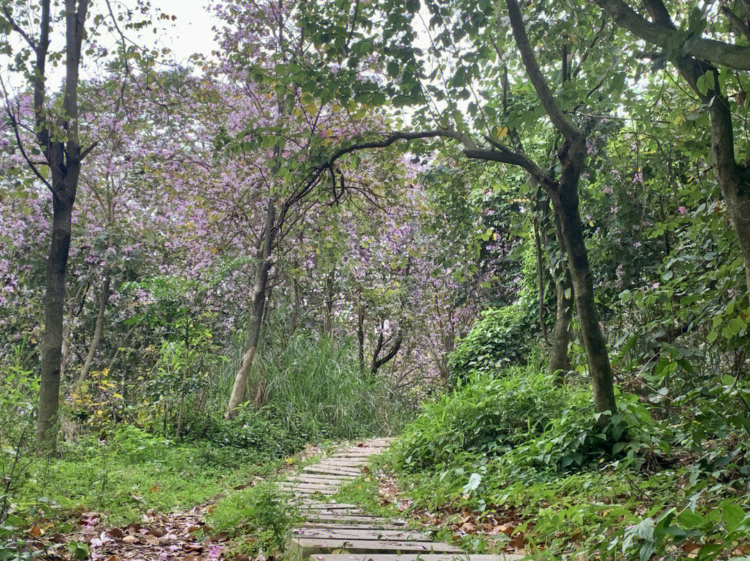 花径缘何无人扫