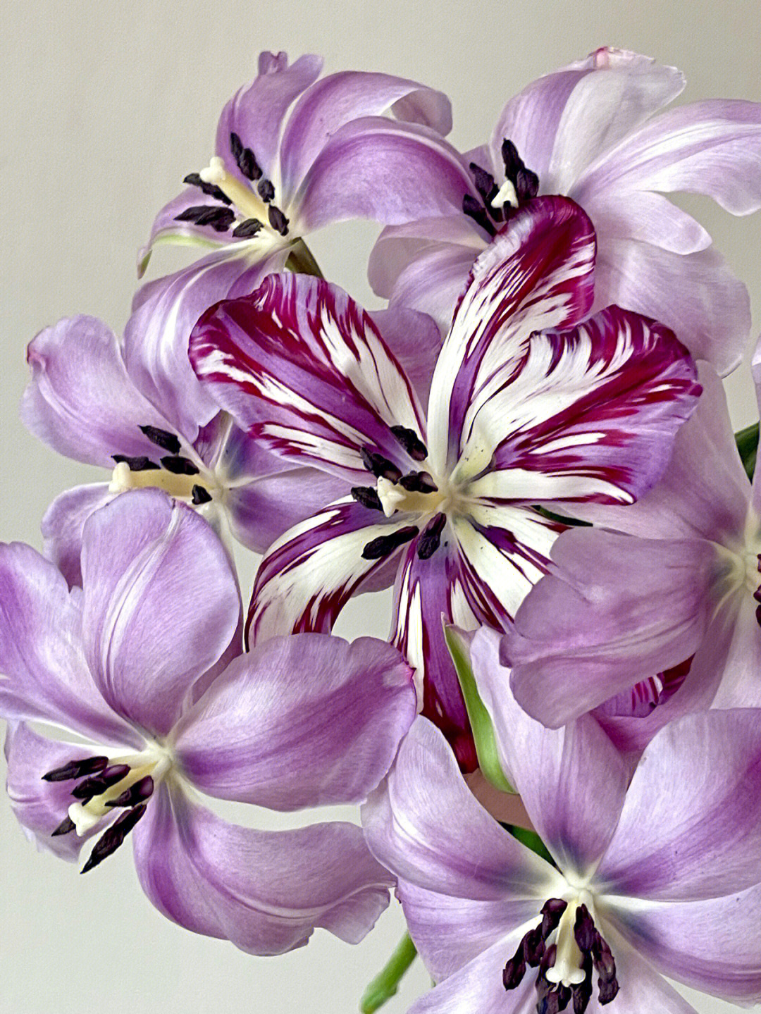 方德星云郁金香 外瓣偏白花心淡紫色 有一支变异 美