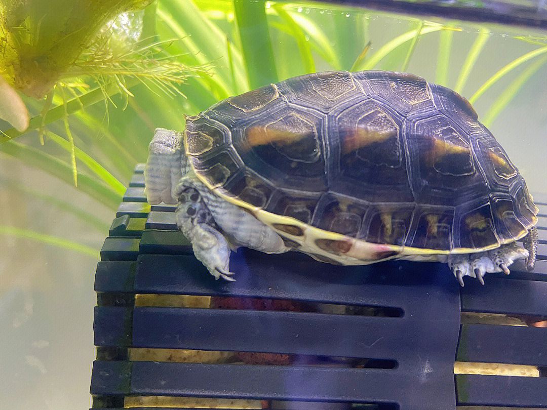 乌龟睡觉的姿势图片图片