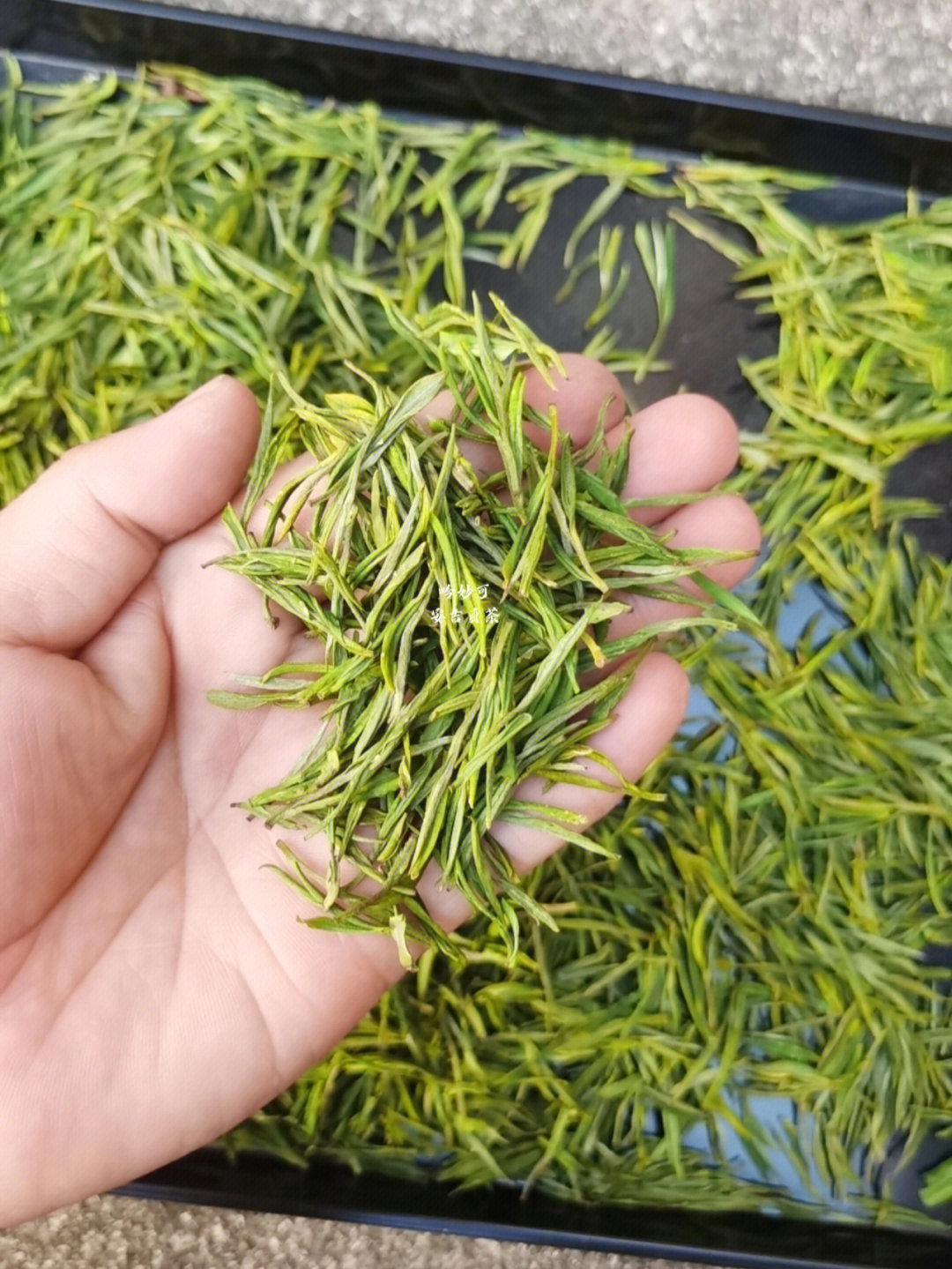 我是茶农小陈 请多指教#安吉白茶#茶饮#茶生活#绿茶#泡一壶好