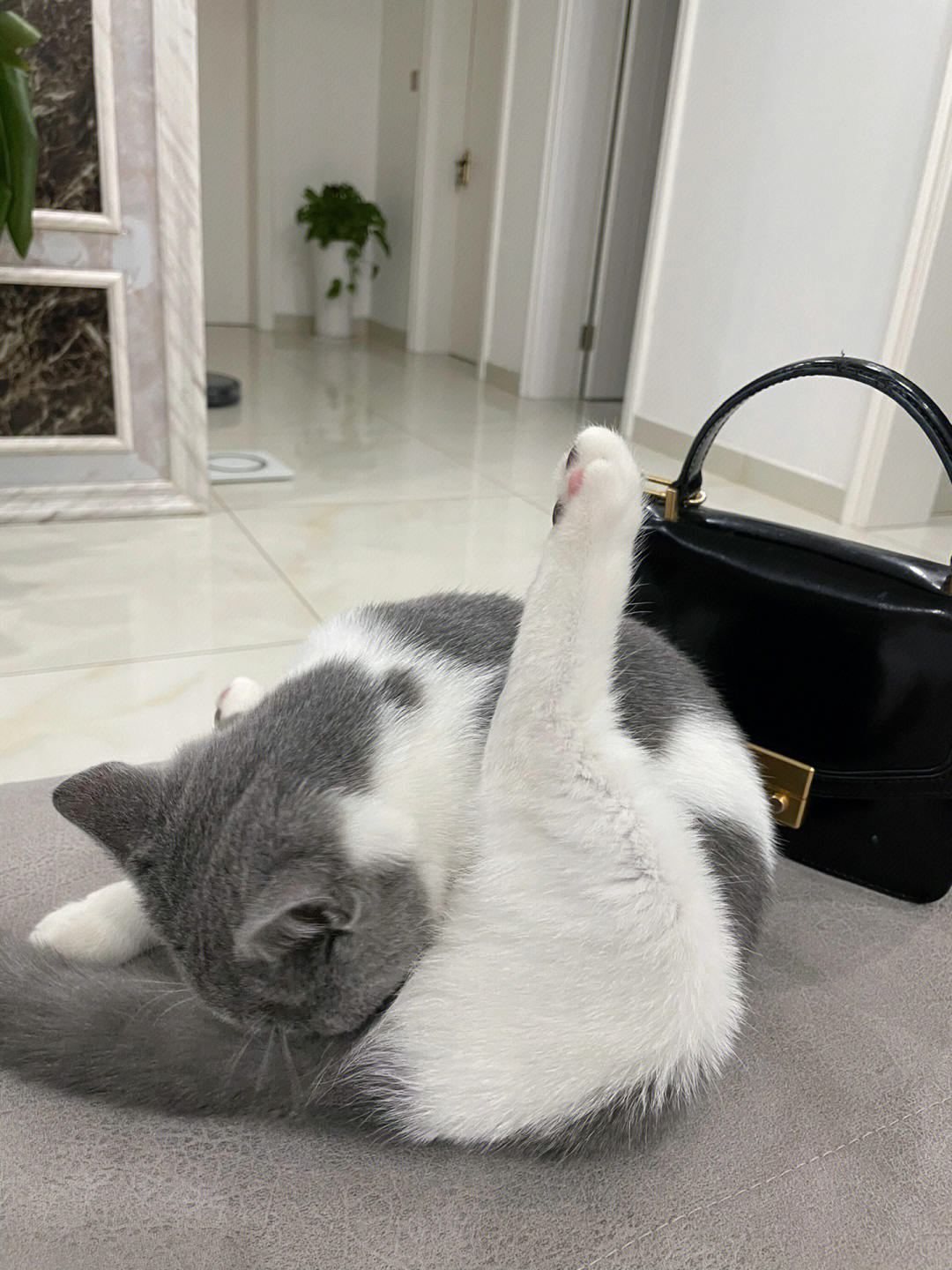 我的萌宠#猫咪睡觉姿势#猫咪日常#新手养猫#养猫经验分