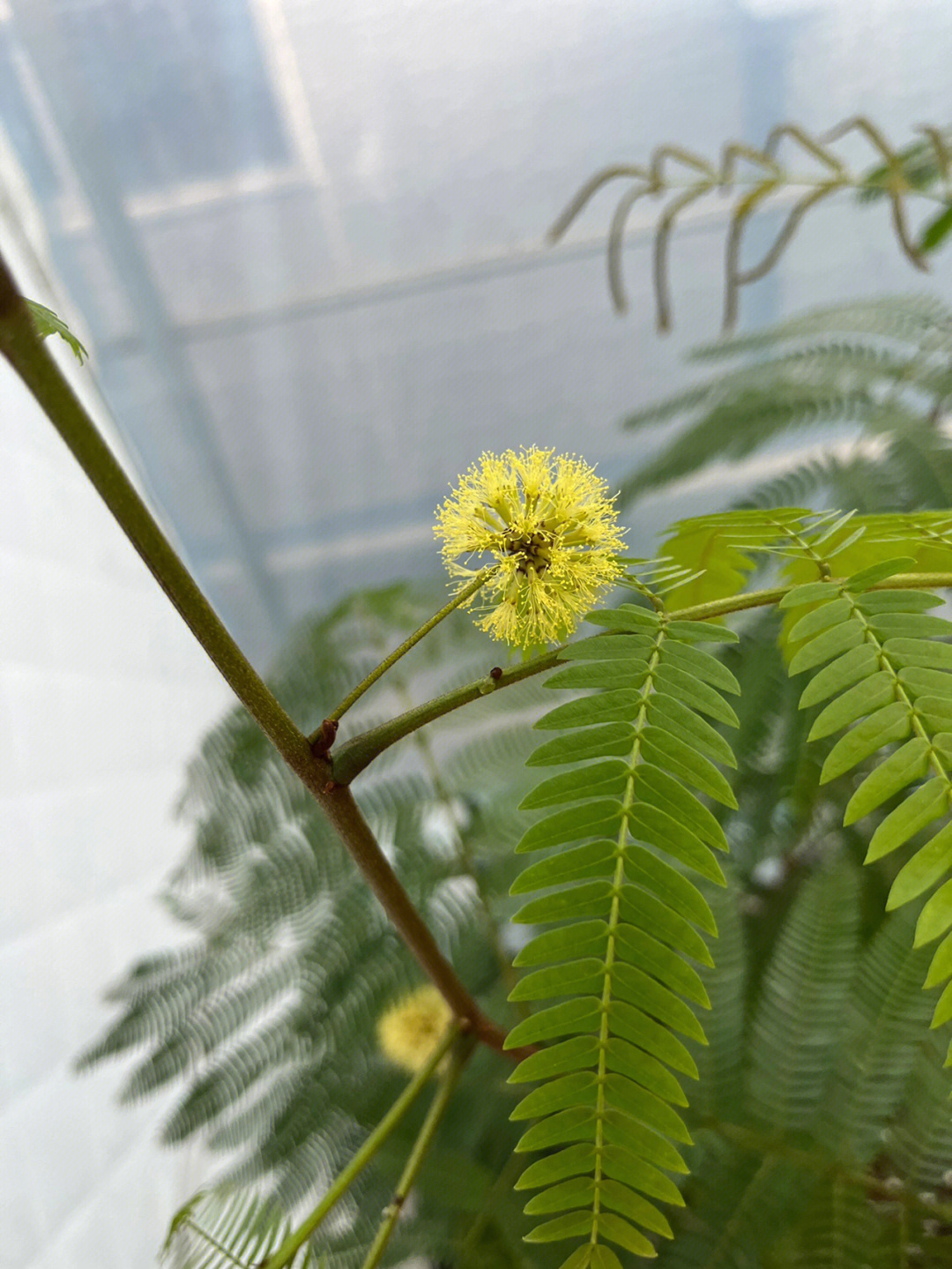 瘊子开花是怎么回事图片