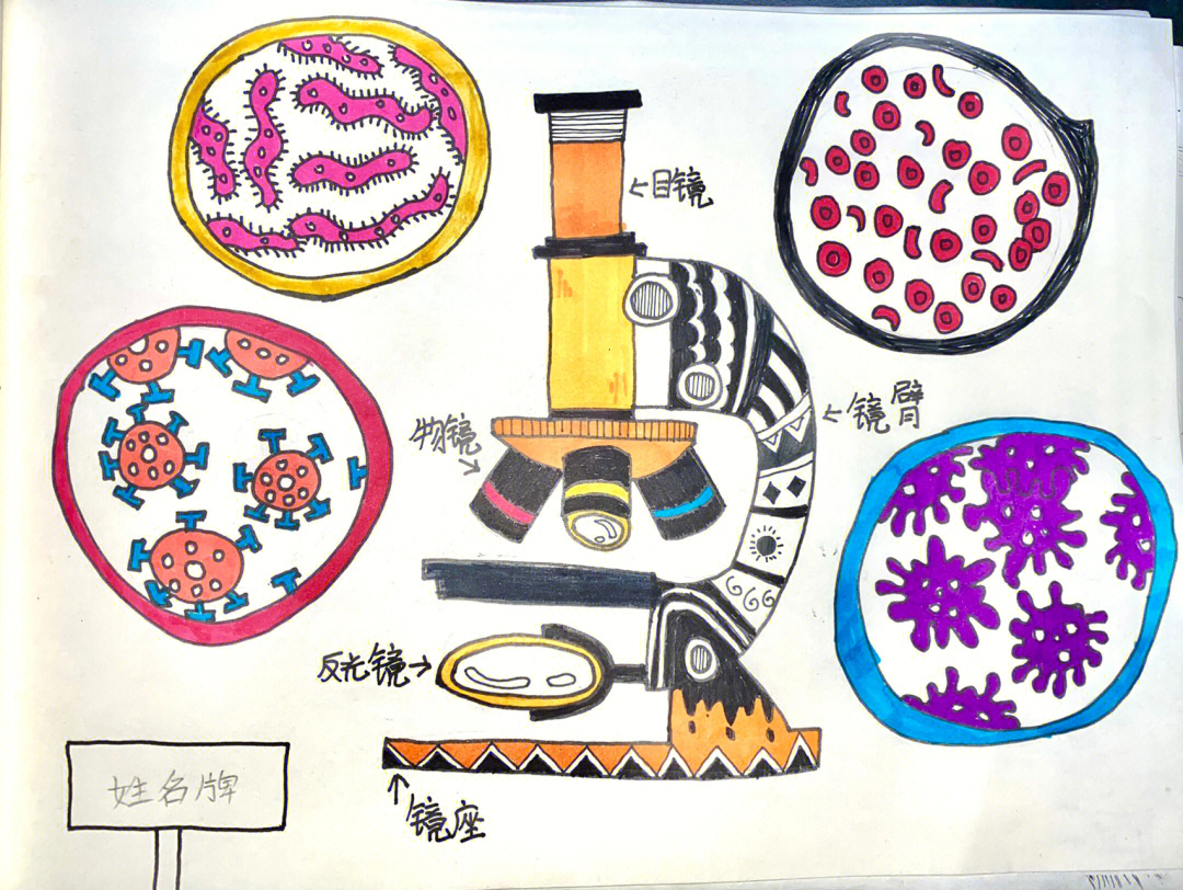 显微镜怎么画七年级图片