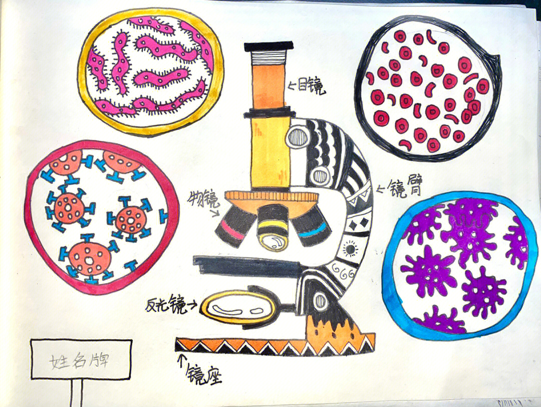 显微镜示意图怎么画图片
