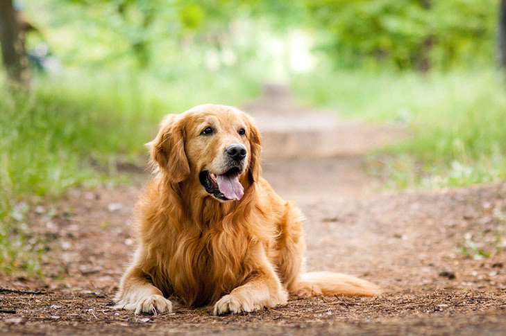 金色年华养只金毛寻回猎犬上