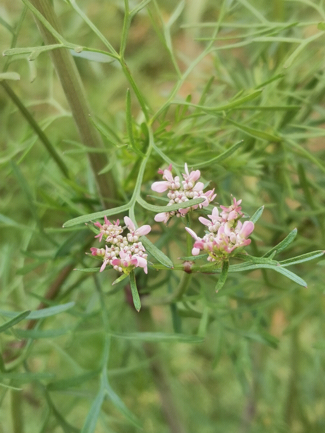 香菜花寓意图片