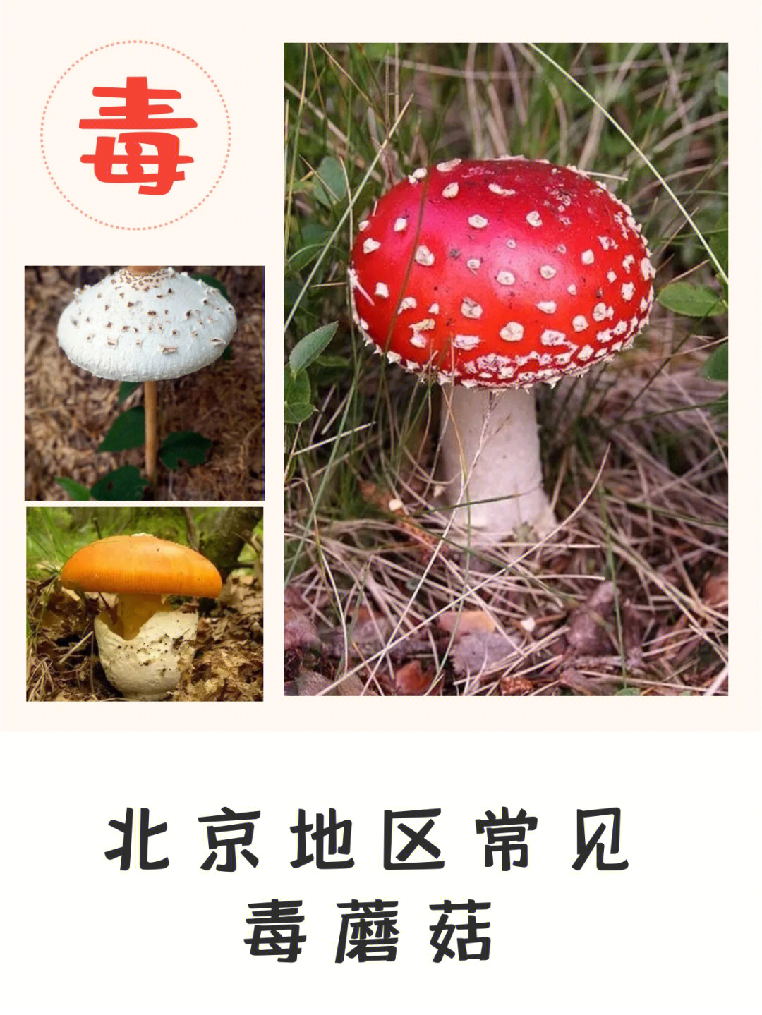 北京常见毒蘑菇勿采勿食谨防中毒