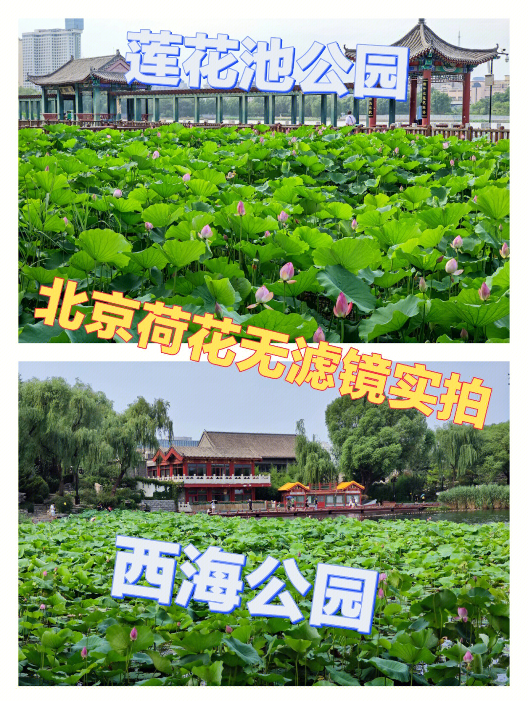 北京莲花池公园简介图片