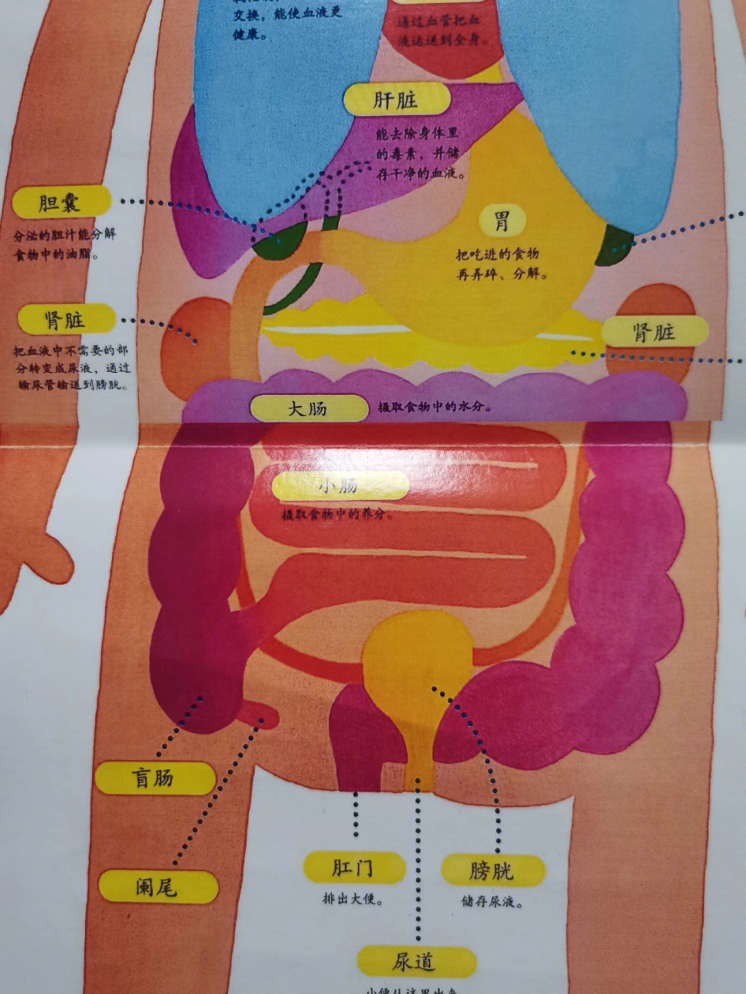 回肠在左边还是右边图片