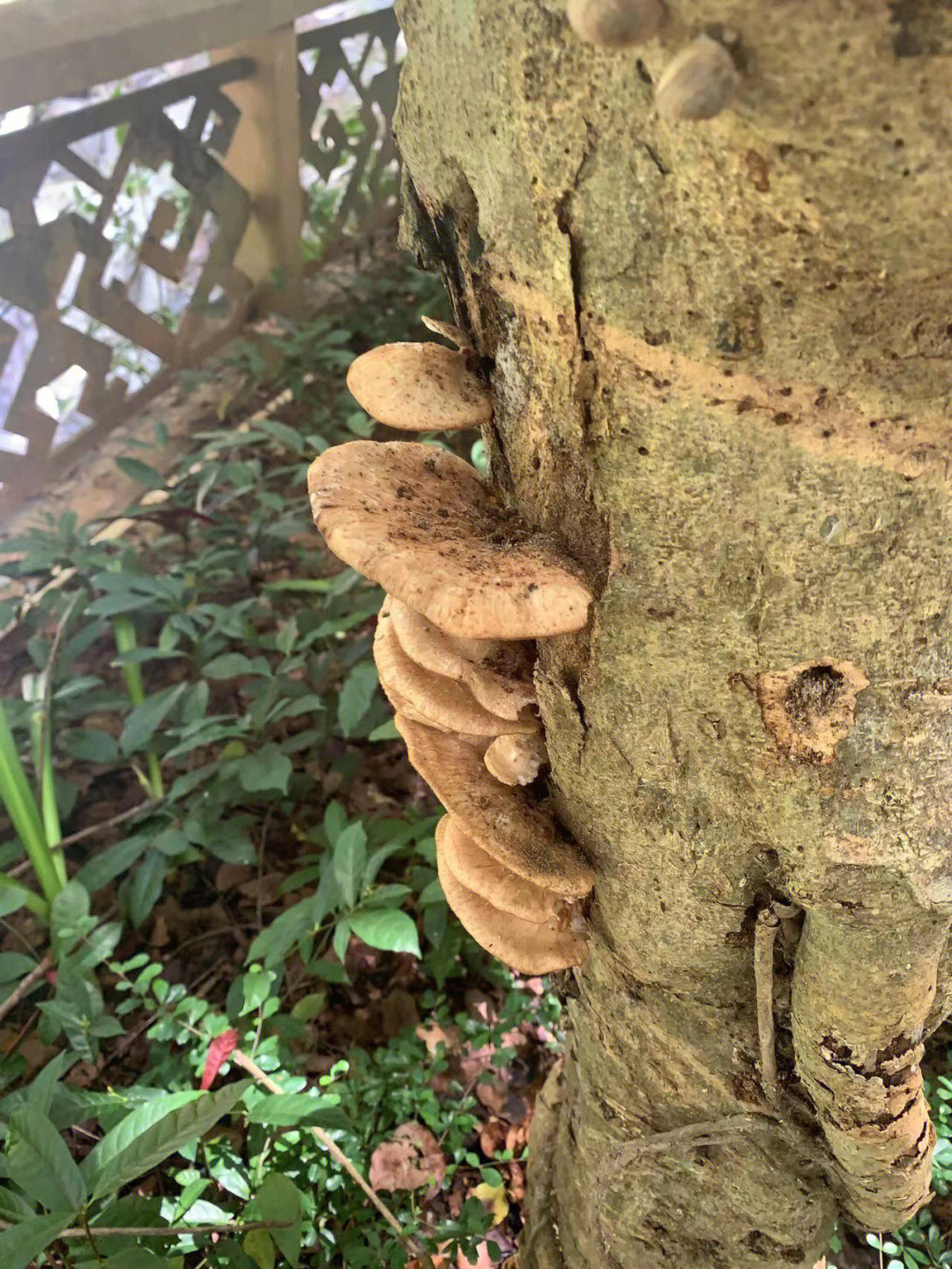 带着孩子们去爬山发现一棵树上长满蘑菇很厚实,看着就很好吃的亚子