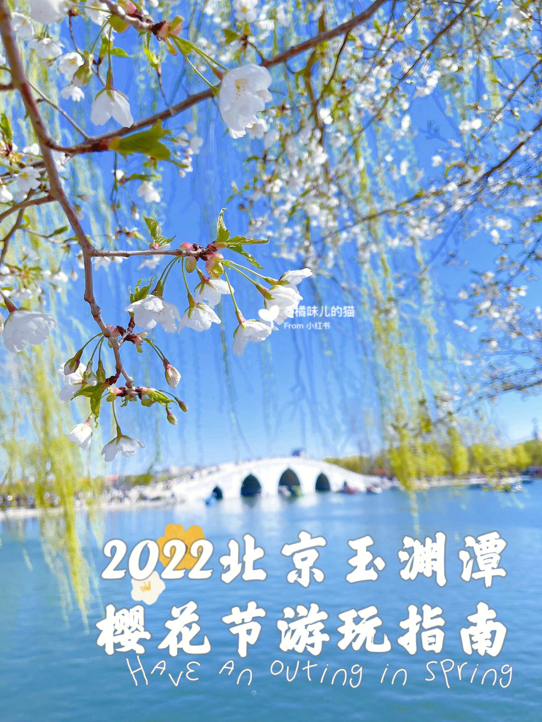 玉渊潭樱花节2022图片