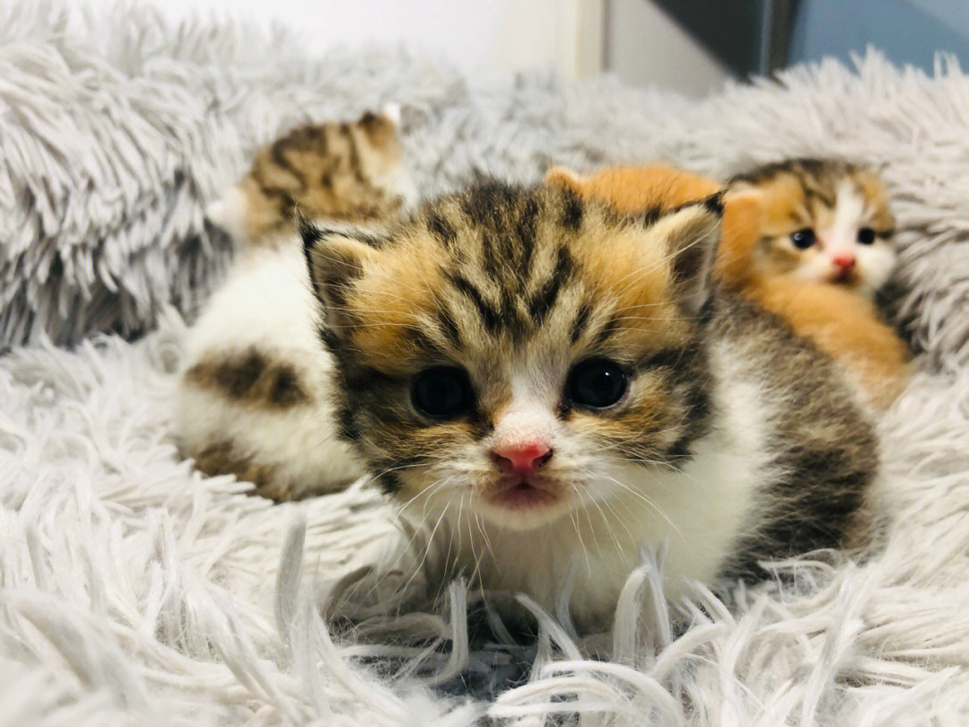 曼基康矮脚猫金棕虎斑加白粘人不挑食