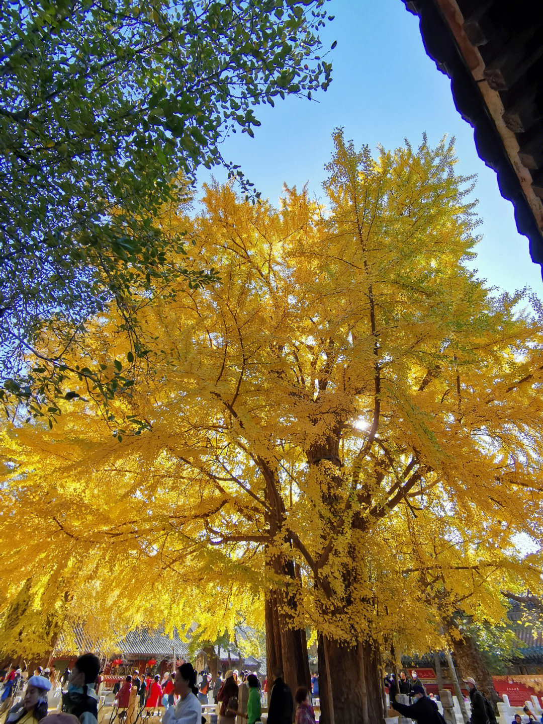 11月初潭柘寺银杏