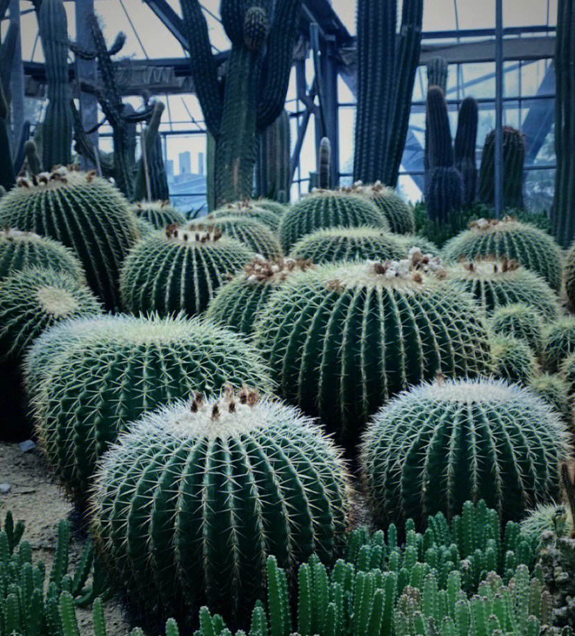 华南植物园植物及名称图片