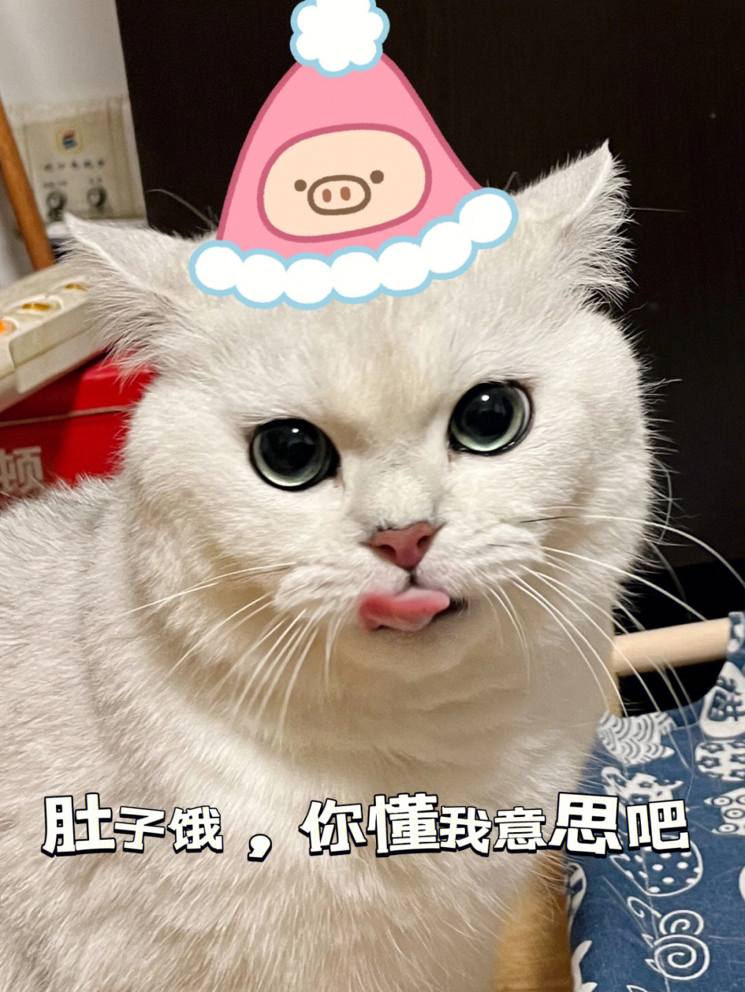 哪有小猫咪会不喜欢吃鱼鱼的呀