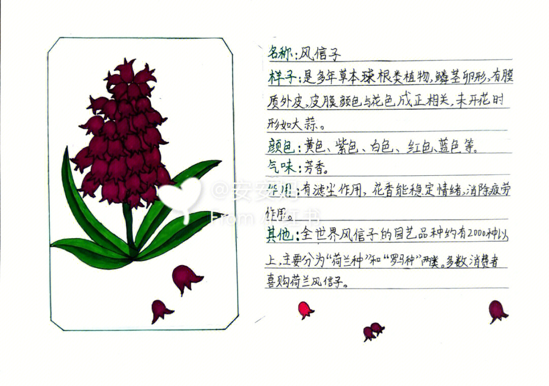 风信子植物记录卡图片图片