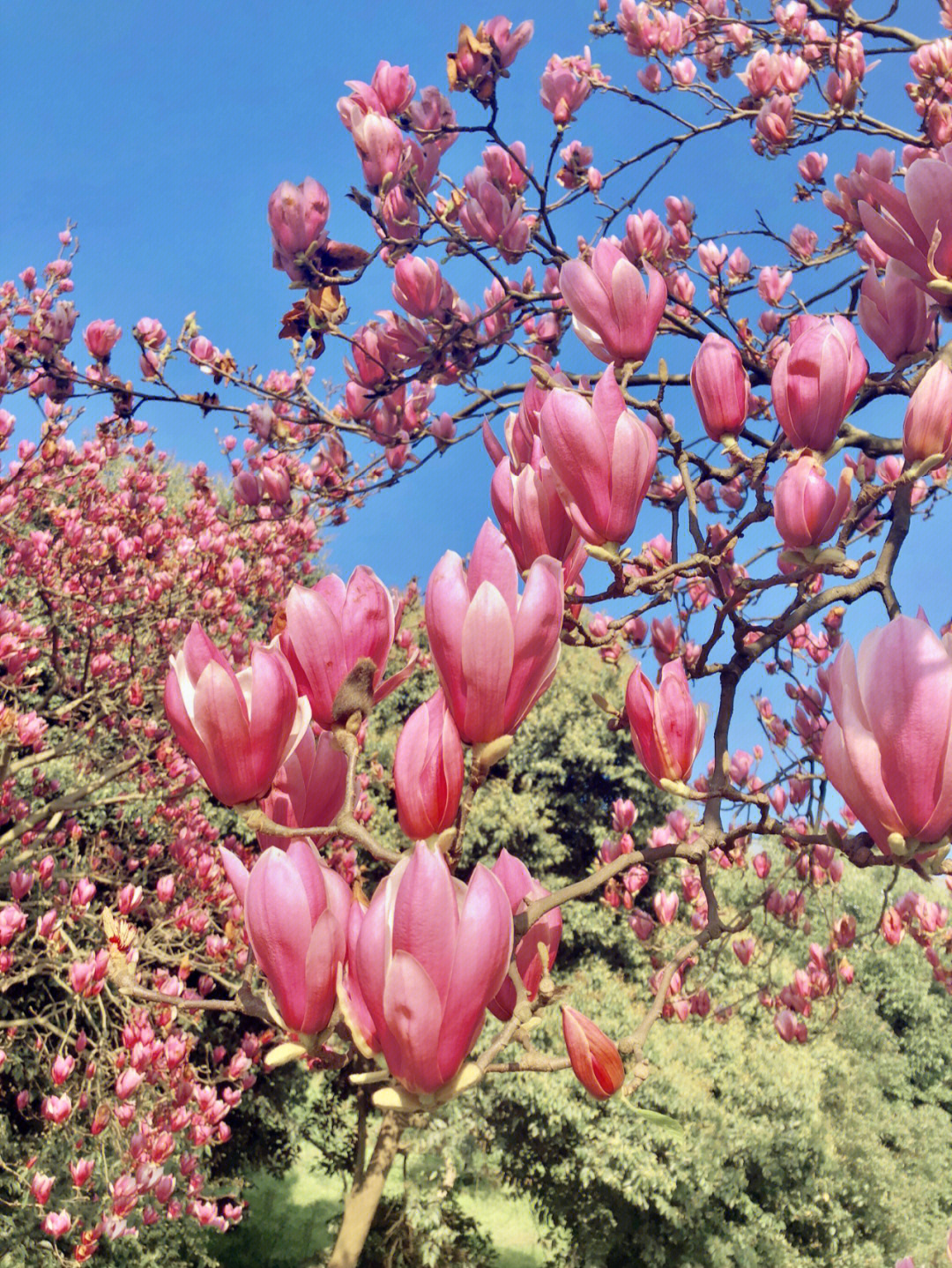 写玉兰花的样子图片