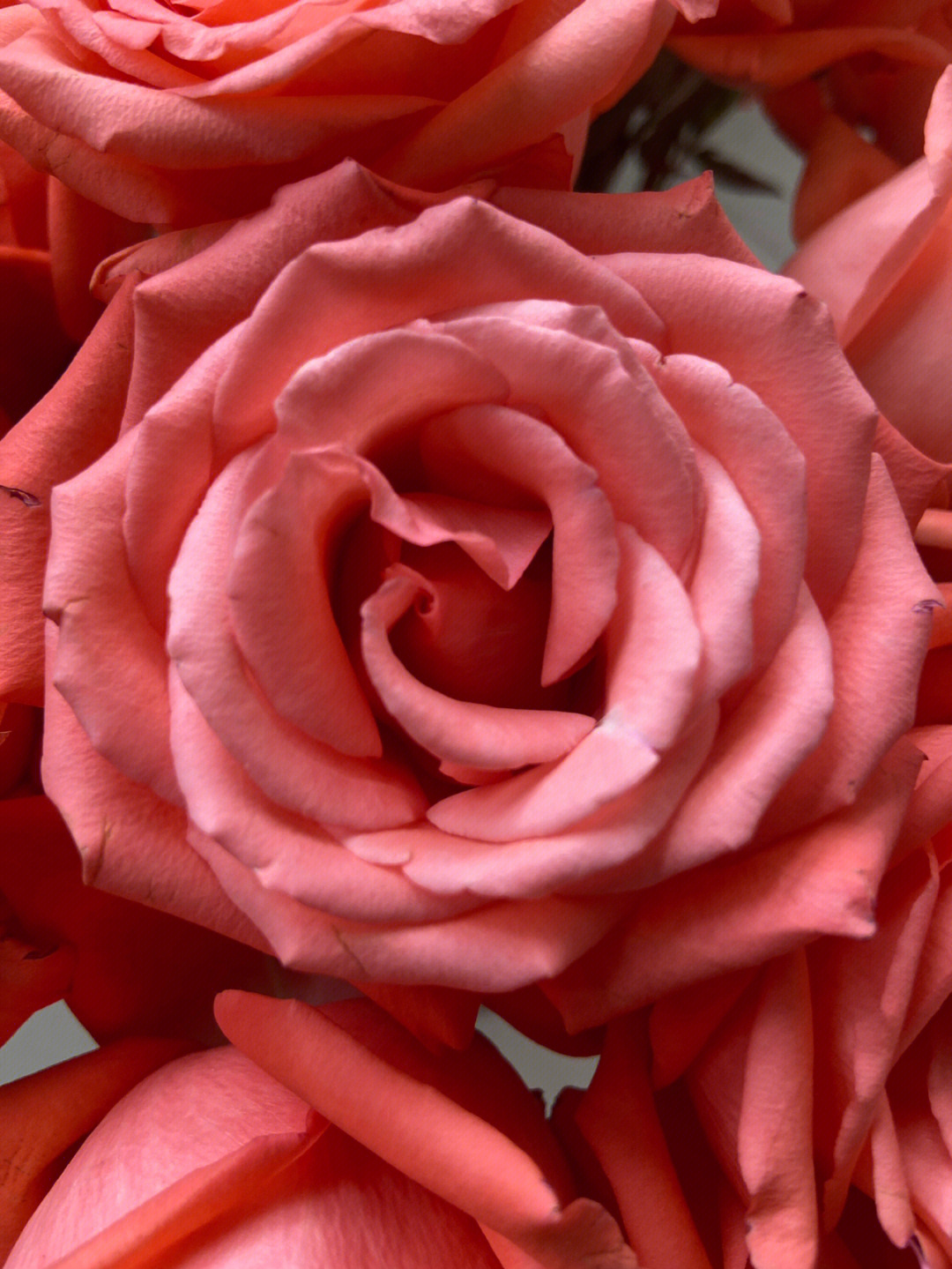 网购鲜花之开出奥斯丁花型的影星玫瑰
