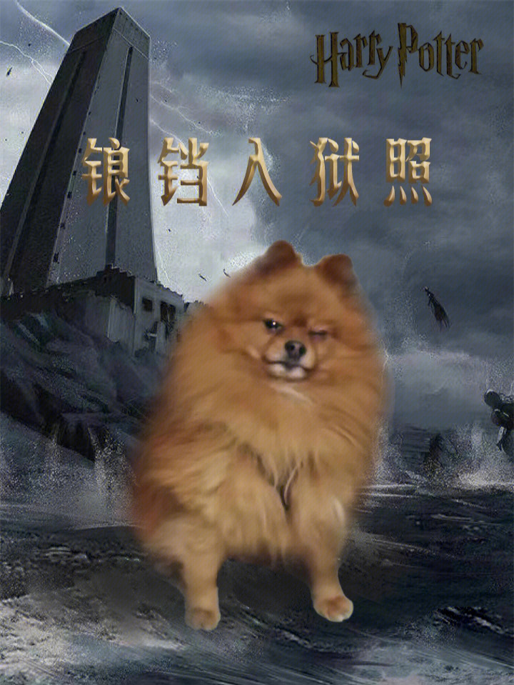 谢特犬图片