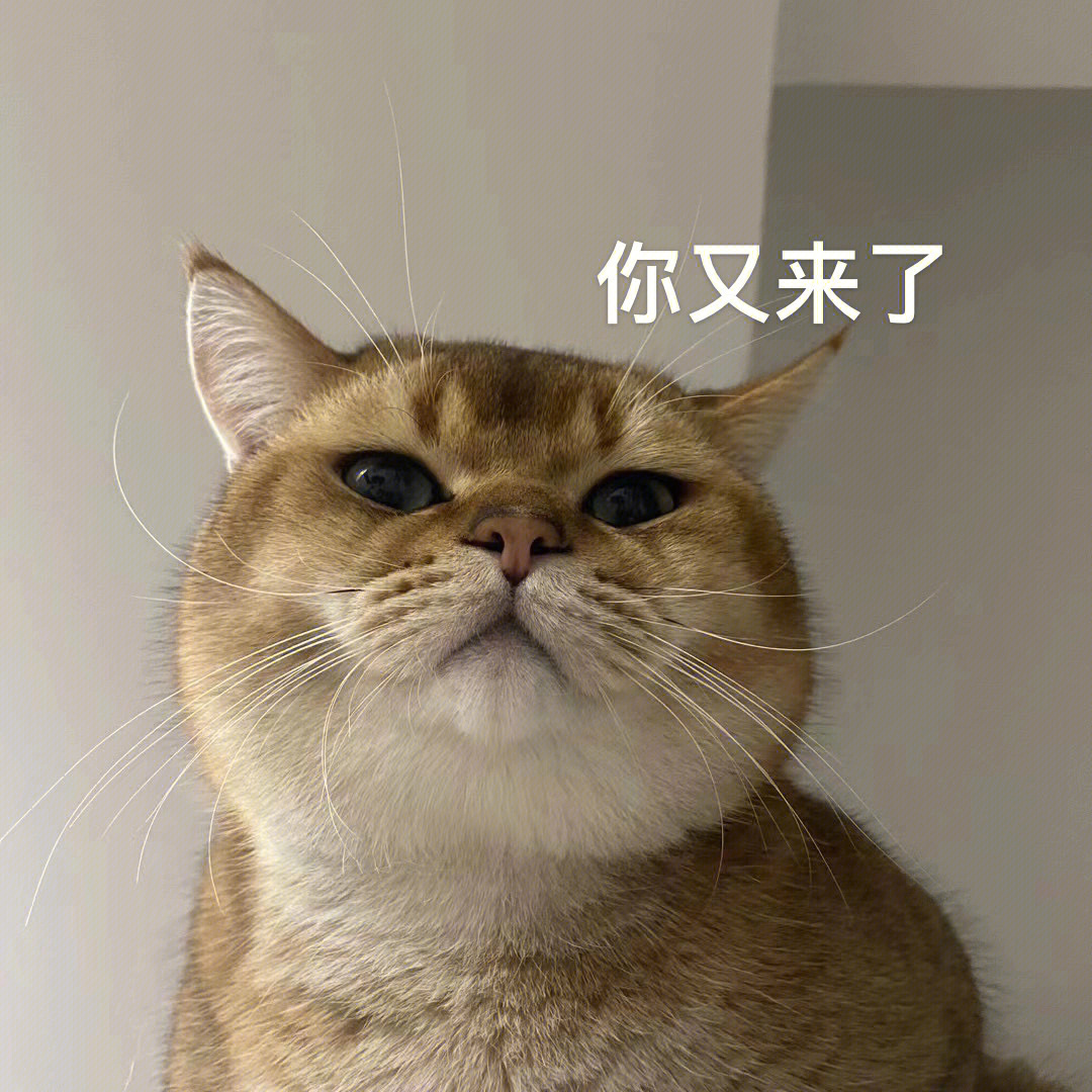 猫猫头表情包