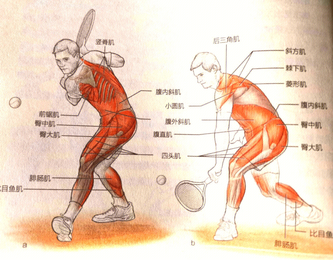 反手拧拉击球位置图图片