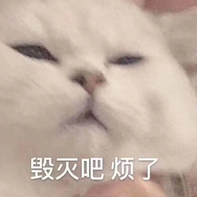 铁废物表情包 猫图片