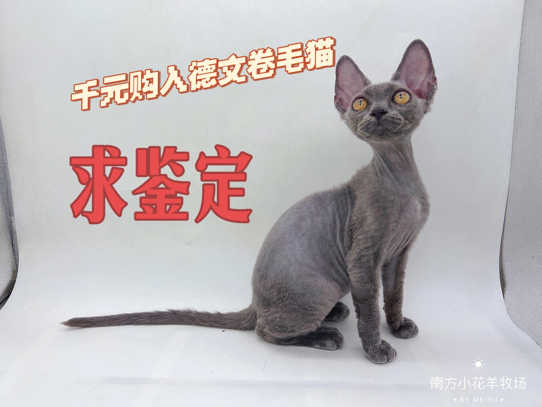 千元买到的德文卷毛猫