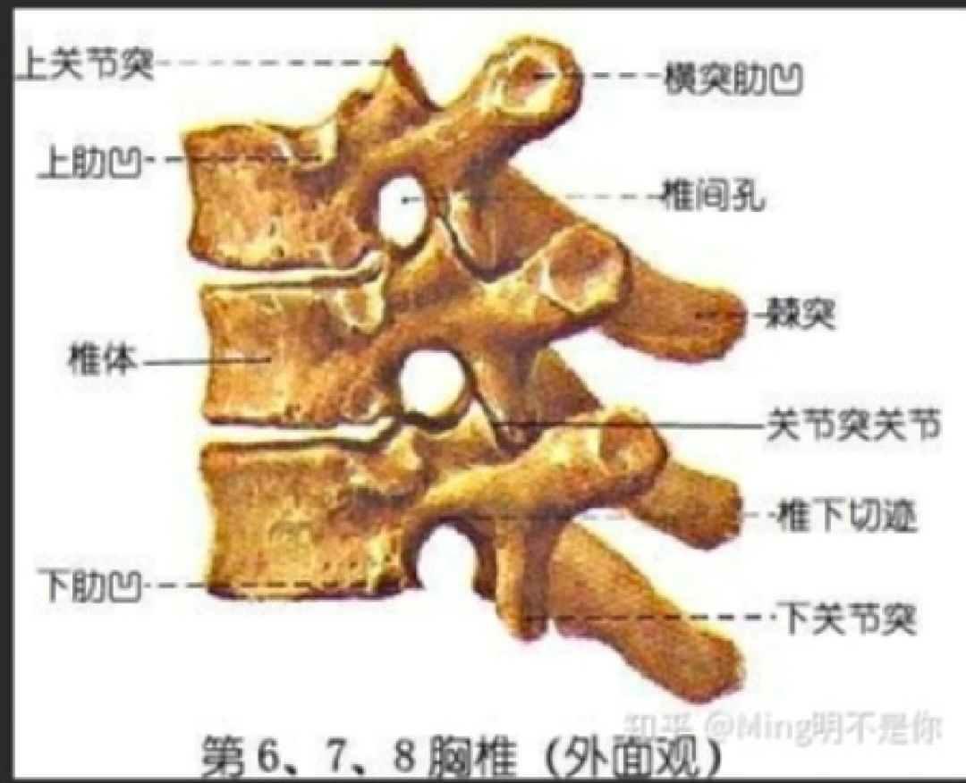 92,胸椎结构:共12节,曲度向后93性标记:椎体,椎孔,横突,棘突,肋凹