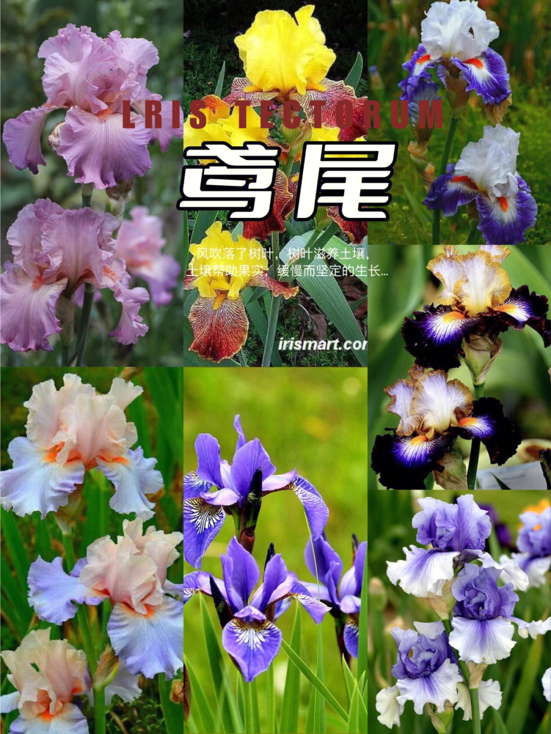 鸢尾拉丁学名:iris tectorum界:植物界门:被子植物门鸢尾花的花语是