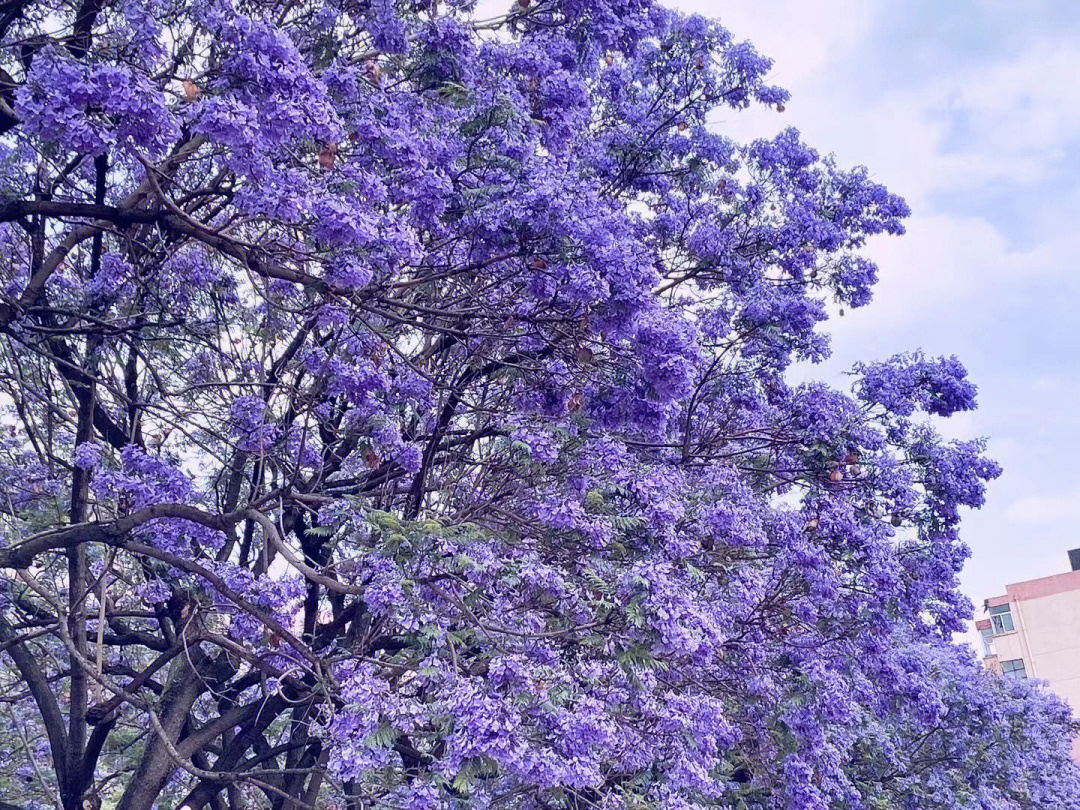 昆明蓝花楹几月份开图片