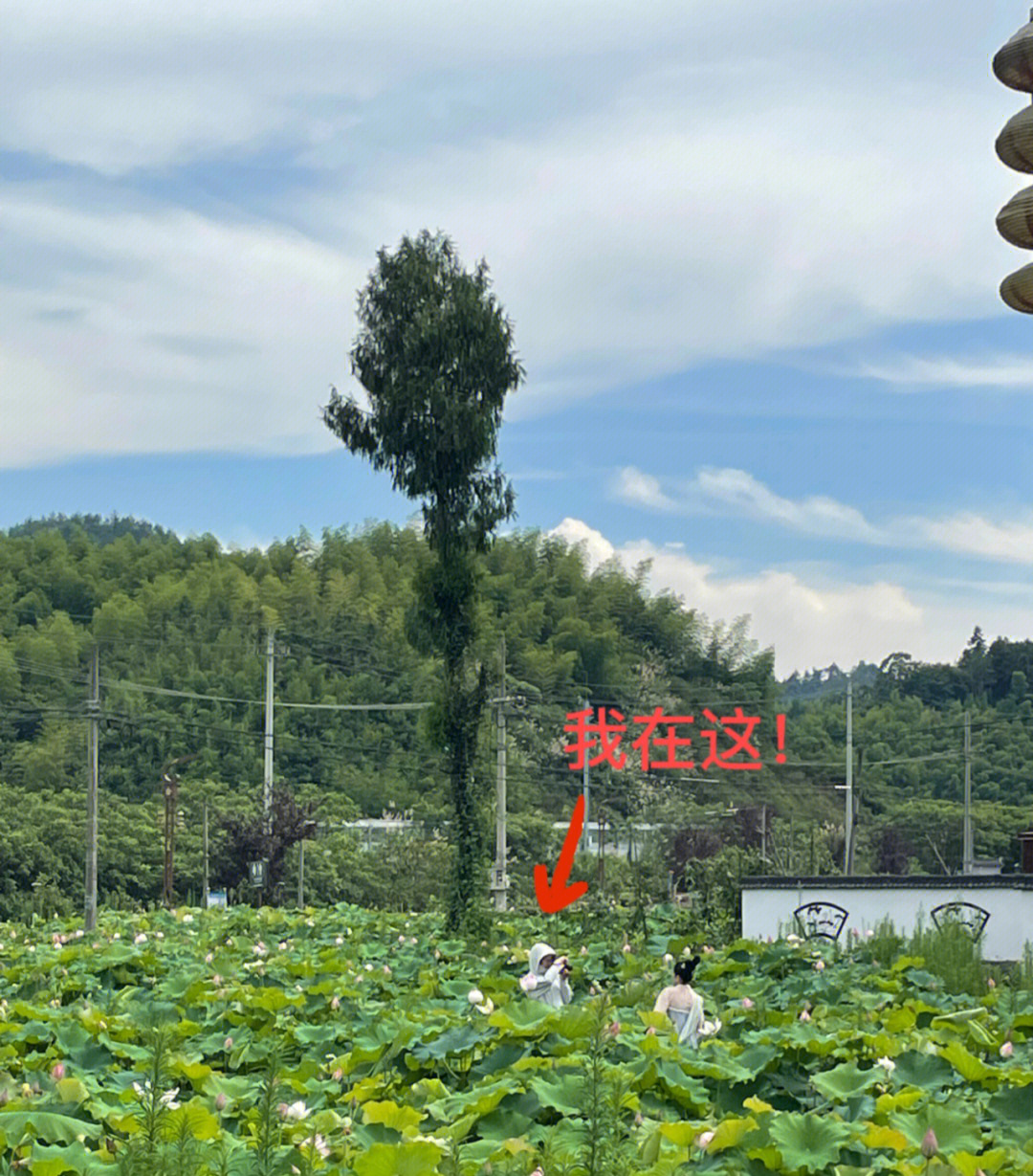 演员荷花年龄图片