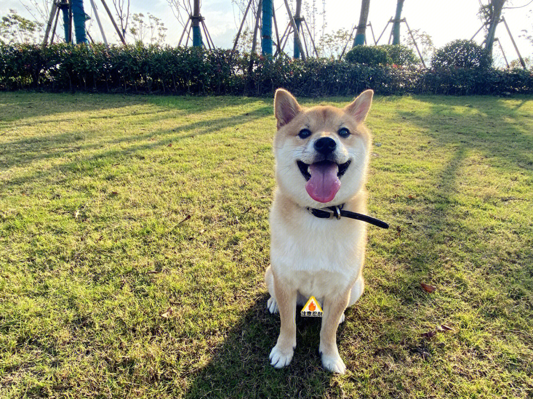 是今日份的柴犬治愈微笑合集